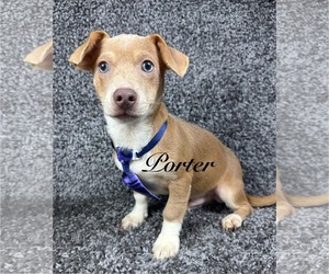 Chihuahua-Unknown Mix Dogs for adoption in Grafton, WI, USA