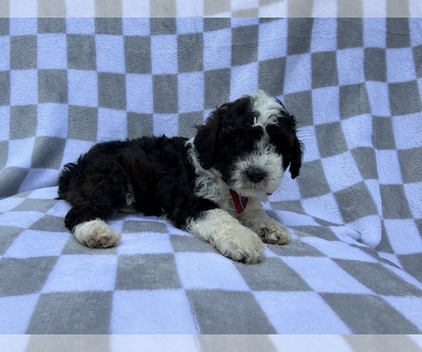 Medium Photo #8 Cockapoo (Miniature) Puppy For Sale in LAKELAND, FL, USA