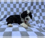 Small #7 Cockapoo (Miniature)