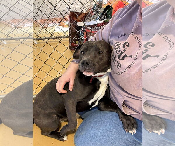 Medium Photo #1 American Pit Bull Terrier-Unknown Mix Puppy For Sale in Hinton, WV, USA