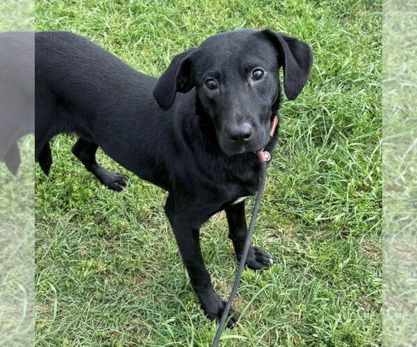 Medium Photo #2 Mutt Puppy For Sale in Canton, CT, USA