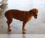 Small Labrador Retriever Mix