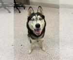 Small Siberian Husky