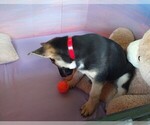 Small Photo #3 German Shepherd Dog Puppy For Sale in DRURY, MO, USA