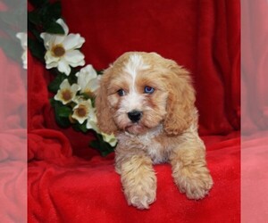 Cockapoo Puppy for sale in BARNESVILLE, KS, USA