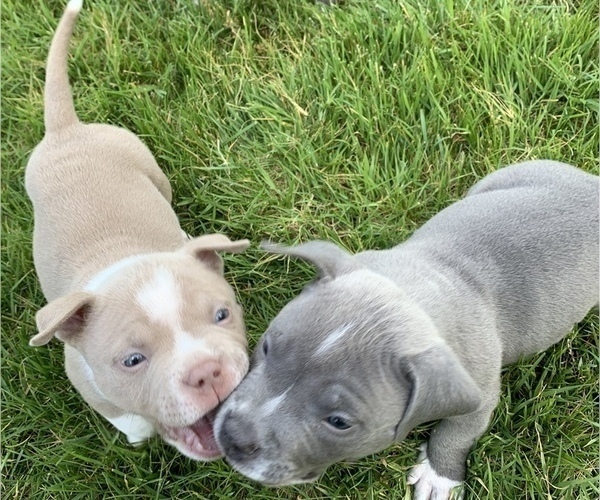 Medium Photo #10 American Bully Puppy For Sale in CARY, NC, USA