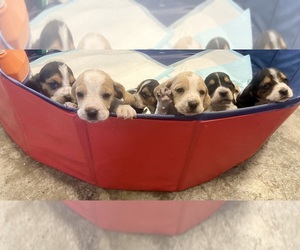 Basset Hound Puppy for sale in MANCHESTER, TN, USA