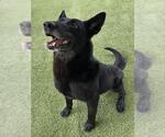 Small #1 Shepradors
