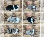 Small Photo #1 Australian Shepherd Puppy For Sale in COLDSPRING, TX, USA