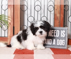 Mal-Shi-Shih Tzu Mix Puppy for sale in NAPLES, FL, USA