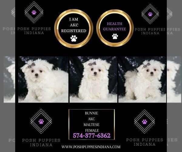 Medium Photo #2 Maltese Puppy For Sale in WARSAW, IN, USA