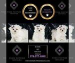 Small #1 Maltese