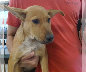 German Shepherd Dog Dogs for adoption in Oklahoma City, OK, USA