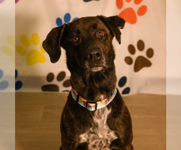 Medium Photo #1 Labrador Retriever-Plott Hound Mix Puppy For Sale in Brooklyn Center, MN, USA