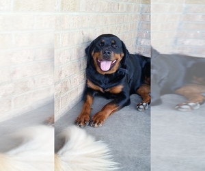 Mother of the Rottweiler puppies born on 08/18/2019
