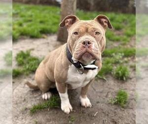 American Pit Bull Terrier-Unknown Mix Dogs for adoption in Modesto, CA, USA