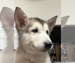 Alaskan Malamute Puppy for sale in NEW BEDFORD, MA, USA