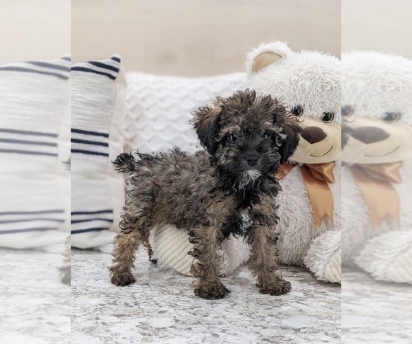 Medium Photo #1 Poodle (Miniature) Puppy For Sale in NORTH LAWRENCE, OH, USA