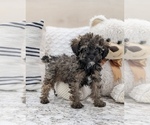 Small Photo #1 Poodle (Miniature) Puppy For Sale in NORTH LAWRENCE, OH, USA