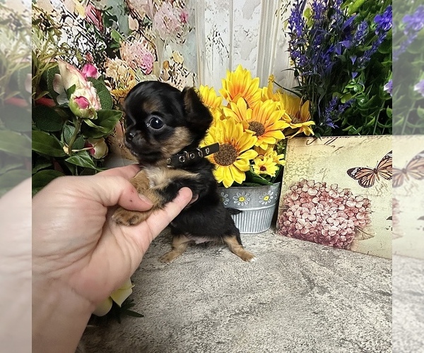 Medium Photo #2 Chihuahua Puppy For Sale in TRACY, CA, USA