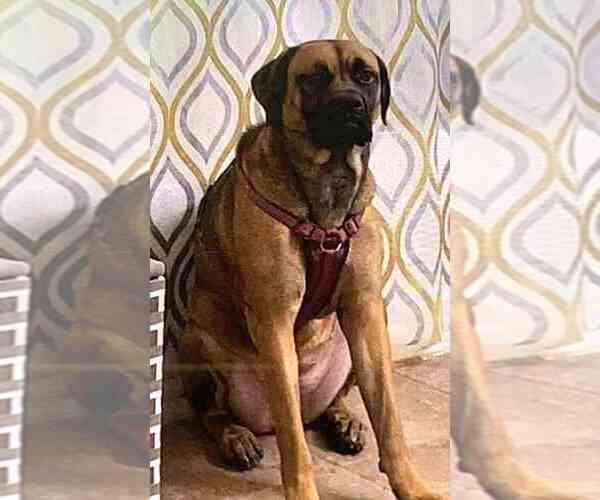 Medium Photo #3 Cane Corso-Mastiff Mix Puppy For Sale in MOORESVILLE, NC, USA