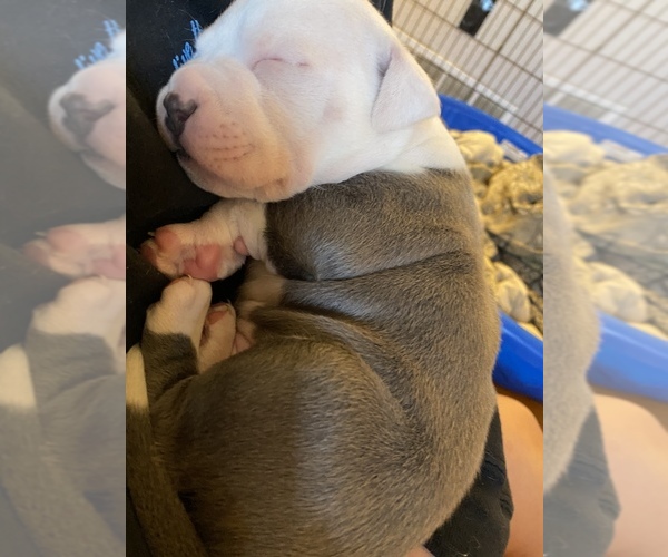 Medium Photo #9 American Pit Bull Terrier Puppy For Sale in LAKEWOOD, CO, USA