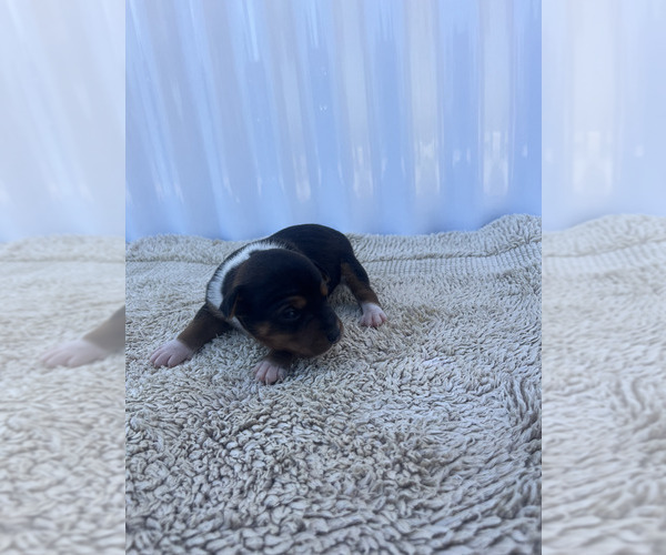 Medium Photo #13 Rat Terrier Puppy For Sale in DORA, MO, USA