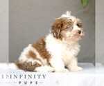 Small #2 ShihPoo