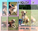 Small #1 Labrador Retriever Mix