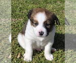Small #9 Australian Shepherd Mix