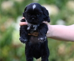 Small Photo #5 Shih Tzu Puppy For Sale in DISPUTANTA, VA, USA