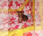 Small Photo #5 Yorkshire Terrier Puppy For Sale in LAPEER, MI, USA