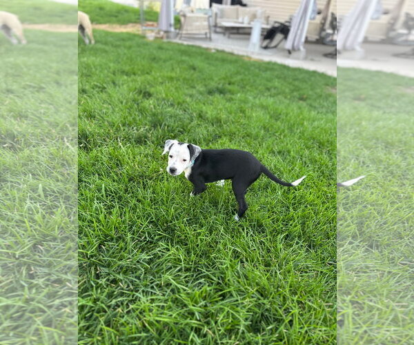 Medium Photo #11 Mutt Puppy For Sale in Sandy, UT, USA