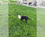 Small #10 Mutt