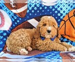 Small Photo #5 Goldendoodle Puppy For Sale in LEOLA, PA, USA