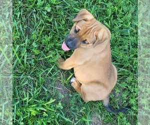 Catahoula Bulldog Dogs for adoption in ROGERSVILLE, MO, USA
