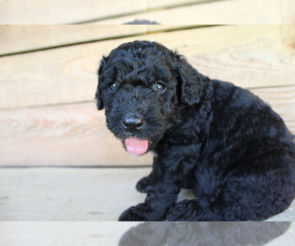 Medium Photo #3 Double Doodle Puppy For Sale in FREDERICKTOWN, MO, USA