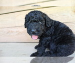 Small Photo #3 Double Doodle Puppy For Sale in FREDERICKTOWN, MO, USA