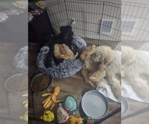 Medium Photo #10 Goldendoodle mix (+ Poodle Standard) Puppy For Sale in LA PINE, OR, USA