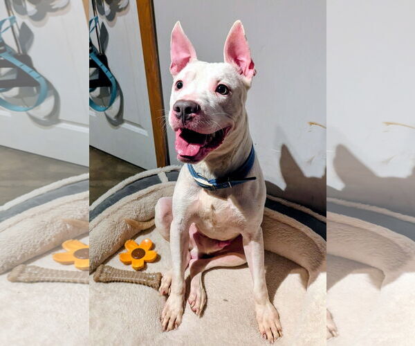 Medium Photo #1 American Pit Bull Terrier-Unknown Mix Puppy For Sale in Princeton, MN, USA