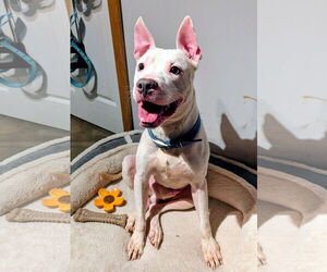 American Pit Bull Terrier-Unknown Mix Dogs for adoption in Princeton, MN, USA