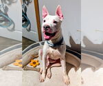 Small American Pit Bull Terrier Mix