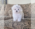 Puppy Lavender Maltese