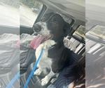 Small #1 Border Collie Mix