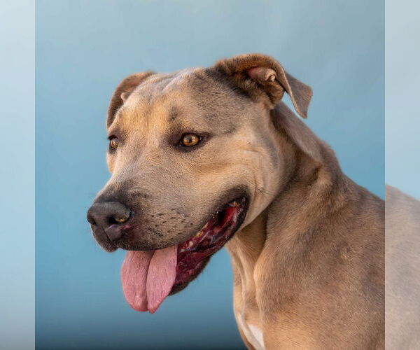 Medium Photo #2 Mutt Puppy For Sale in Pasadena, CA, USA