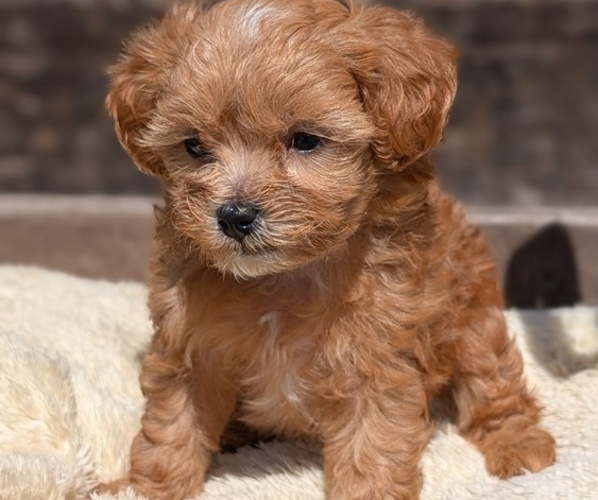 Medium Photo #8 Cavapoo (Miniature) Puppy For Sale in GOSHEN, IN, USA