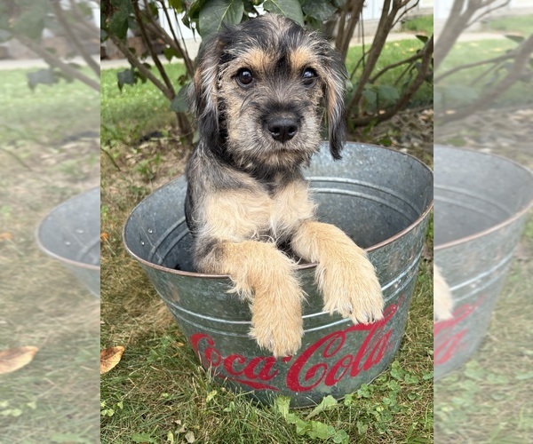 Medium Photo #2 Schnoodle (Miniature) Puppy For Sale in MIDDLEBURY, IN, USA