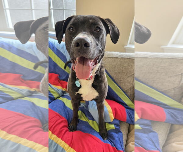 Medium Photo #3 Mutt Puppy For Sale in Rockaway, NJ, USA