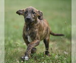 Small #1 Plott Hound Mix