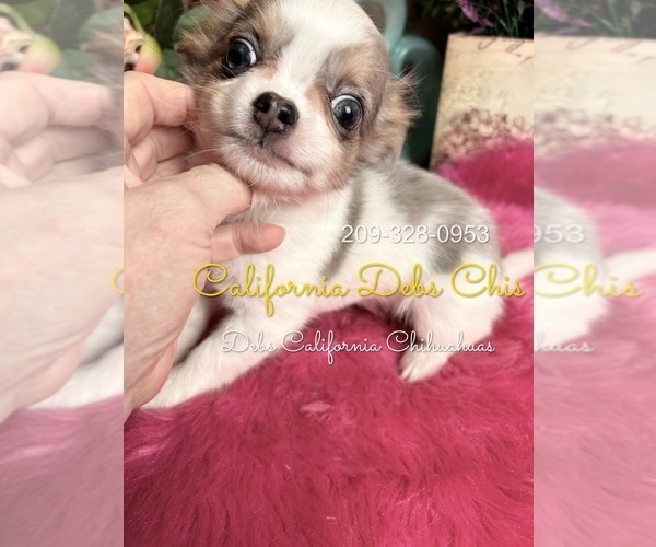 Medium Photo #4 Chihuahua Puppy For Sale in TRACY, CA, USA
